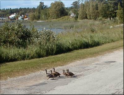 Block Island Real Estate on Home   This Week   Duck Walk