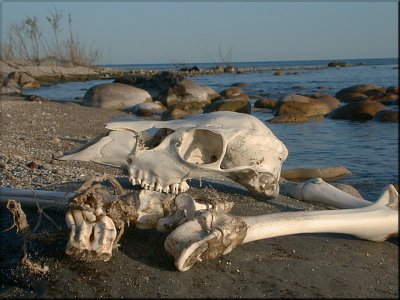 Bones - beaver island net 98