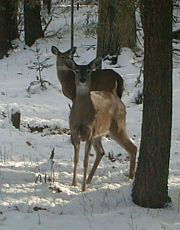 curious deer