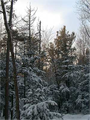 sun beams on snow covered pines