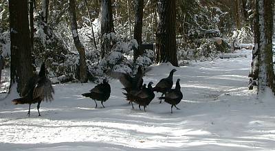turkeys on the move