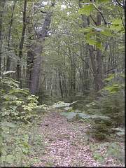 one of the original logging roads now barely visible