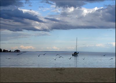 sea gulls